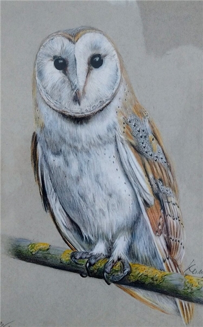 Keiran Hodge Art - Barn Owl 